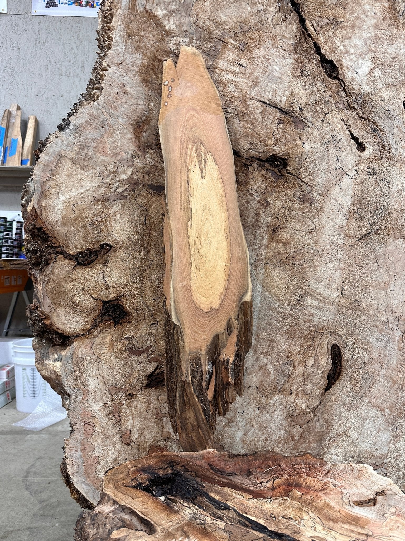 LiveEdge Black Locust | Black Locust | Hamilton Lee Supply