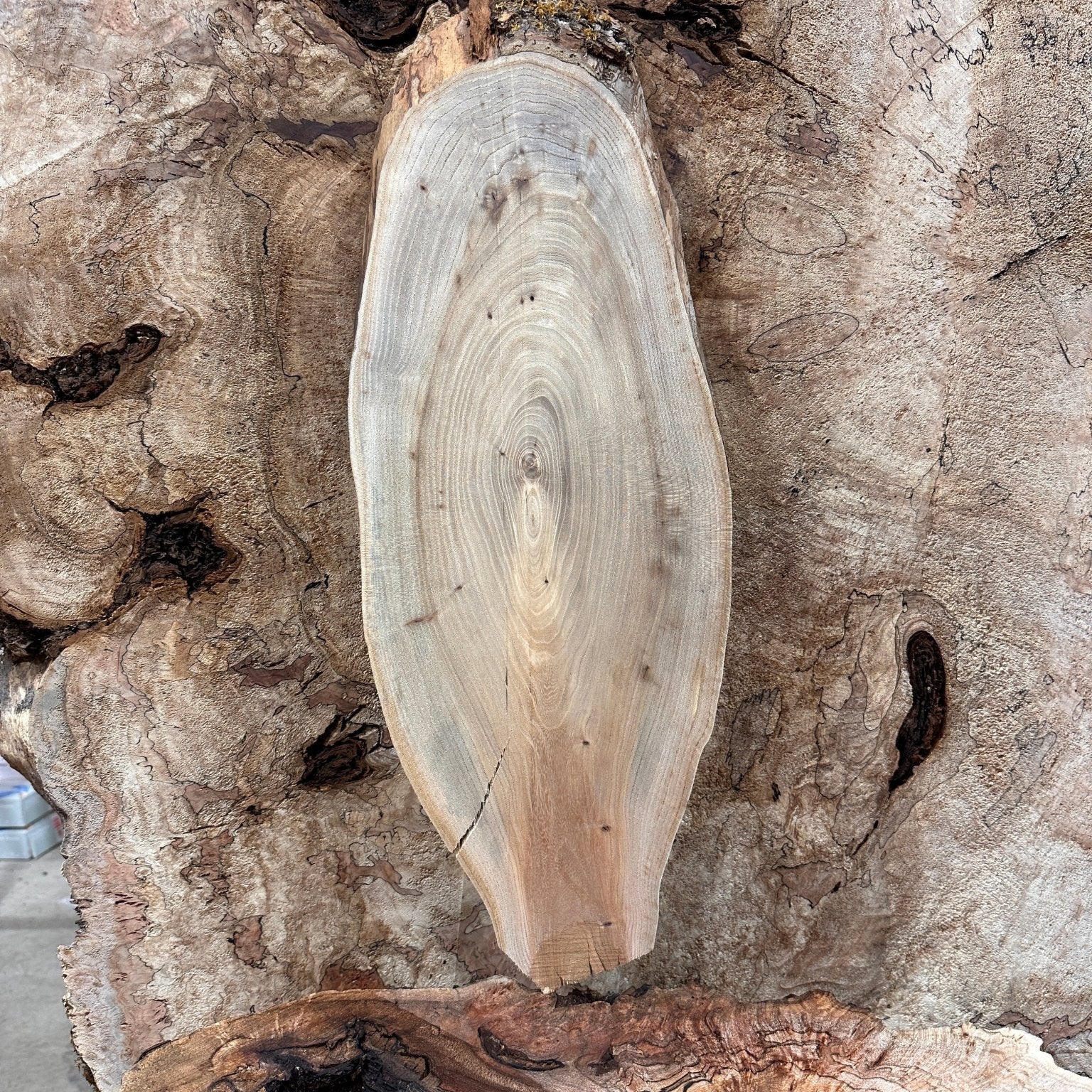 LiveEdge Elm | Elm | Hamilton Lee Supply