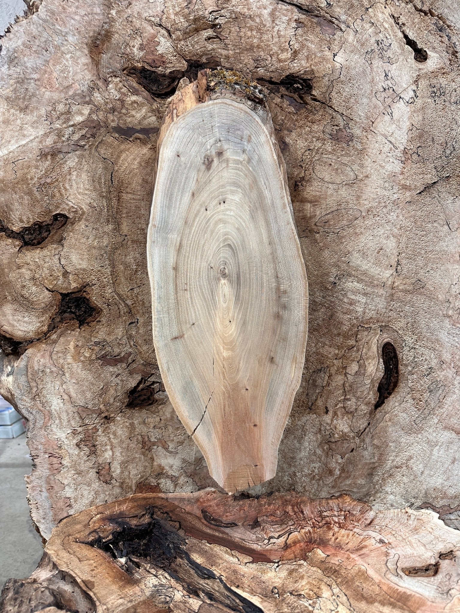LiveEdge Elm | Elm | Hamilton Lee Supply