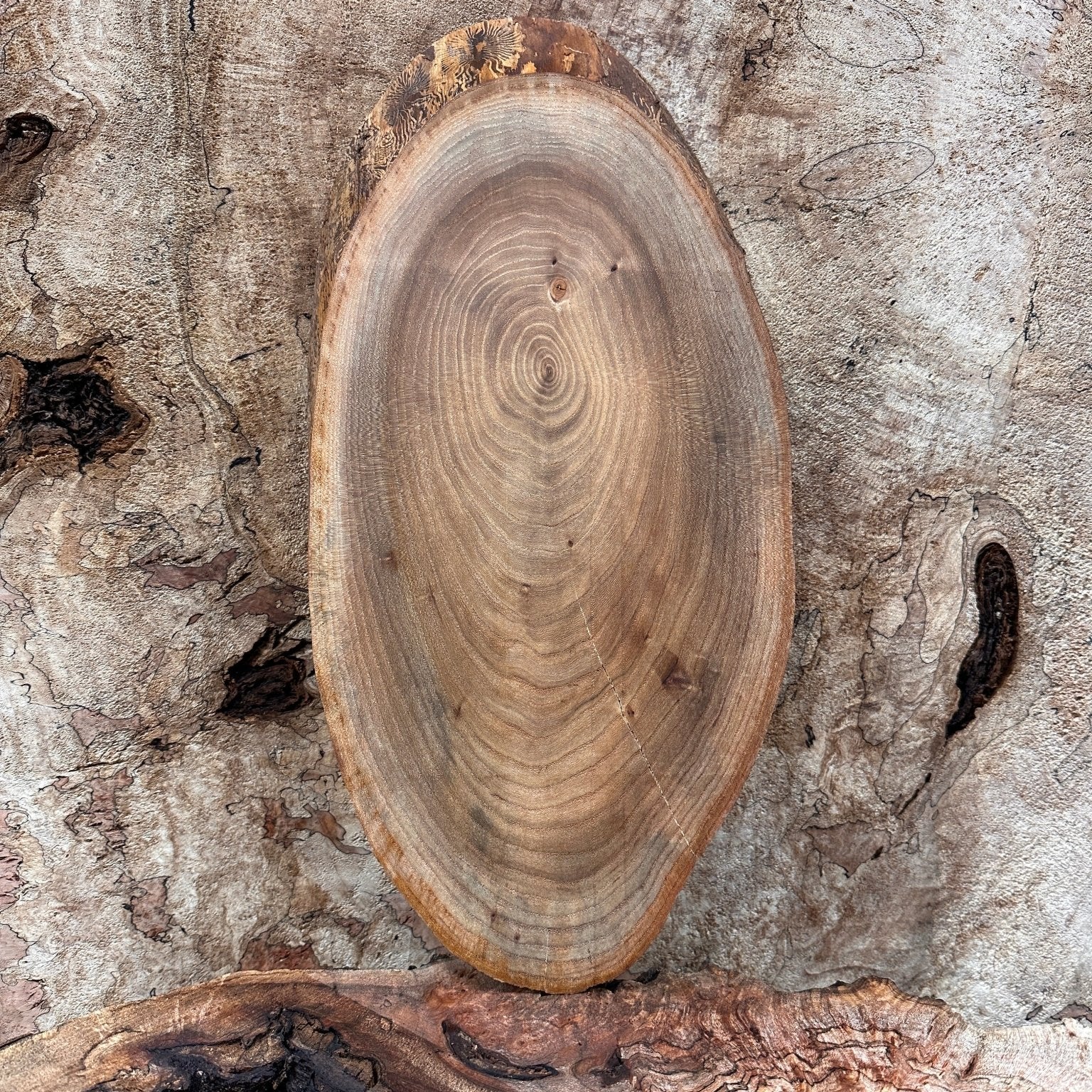 LiveEdge Elm | Elm | Hamilton Lee Supply