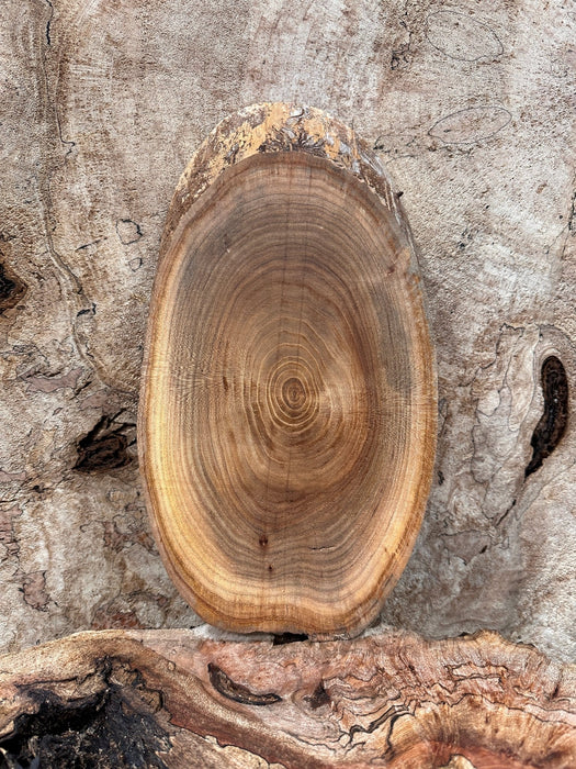 Double Diamond | LiveEdge Elm | Elm | Hamilton Lee Supply