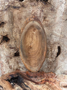 LiveEdge Elm | Elm | Hamilton Lee Supply