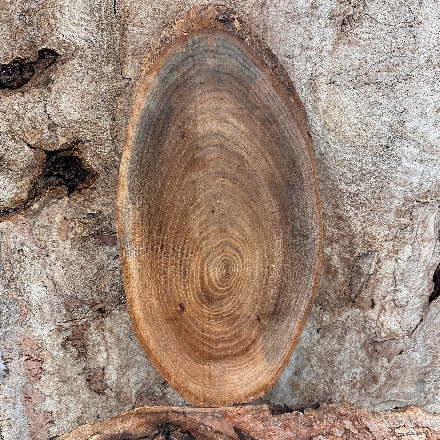 LiveEdge Elm | Elm | Hamilton Lee Supply