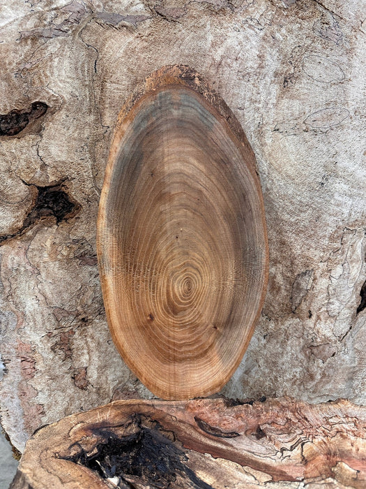 Double Diamond | LiveEdge Elm | Elm | Hamilton Lee Supply