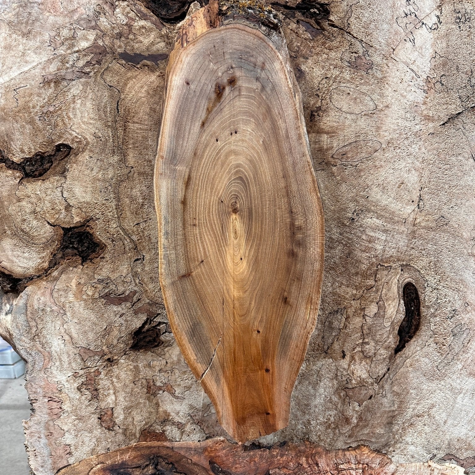 LiveEdge Elm | Elm | Hamilton Lee Supply