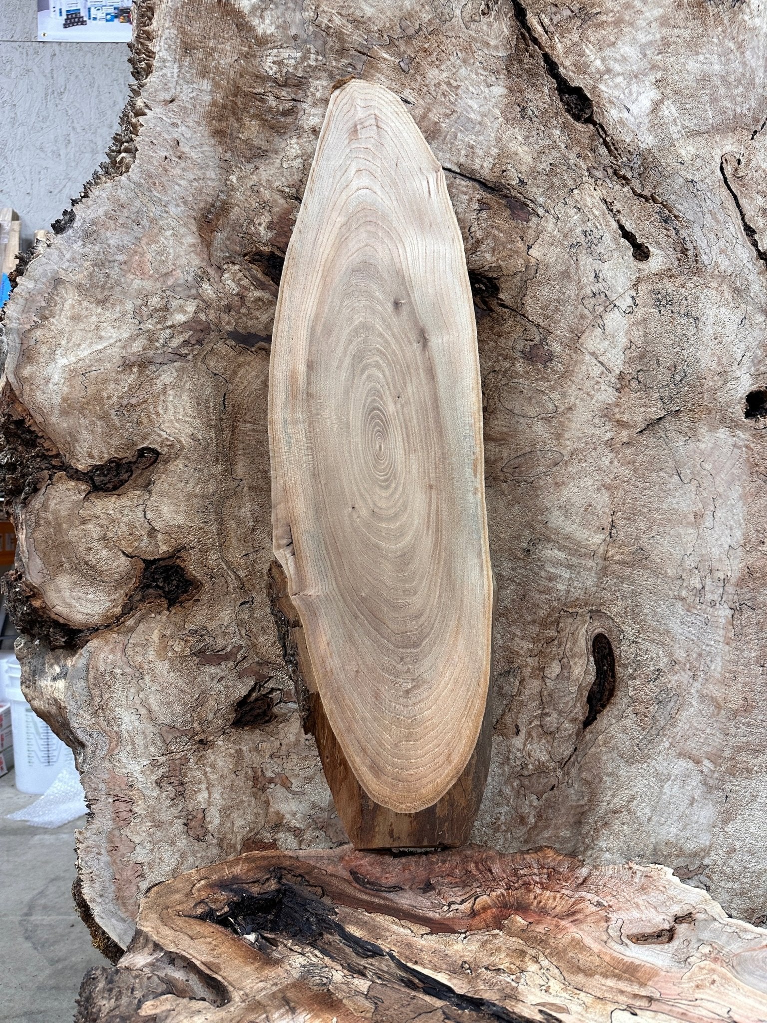 LiveEdge Elm | Elm | Hamilton Lee Supply