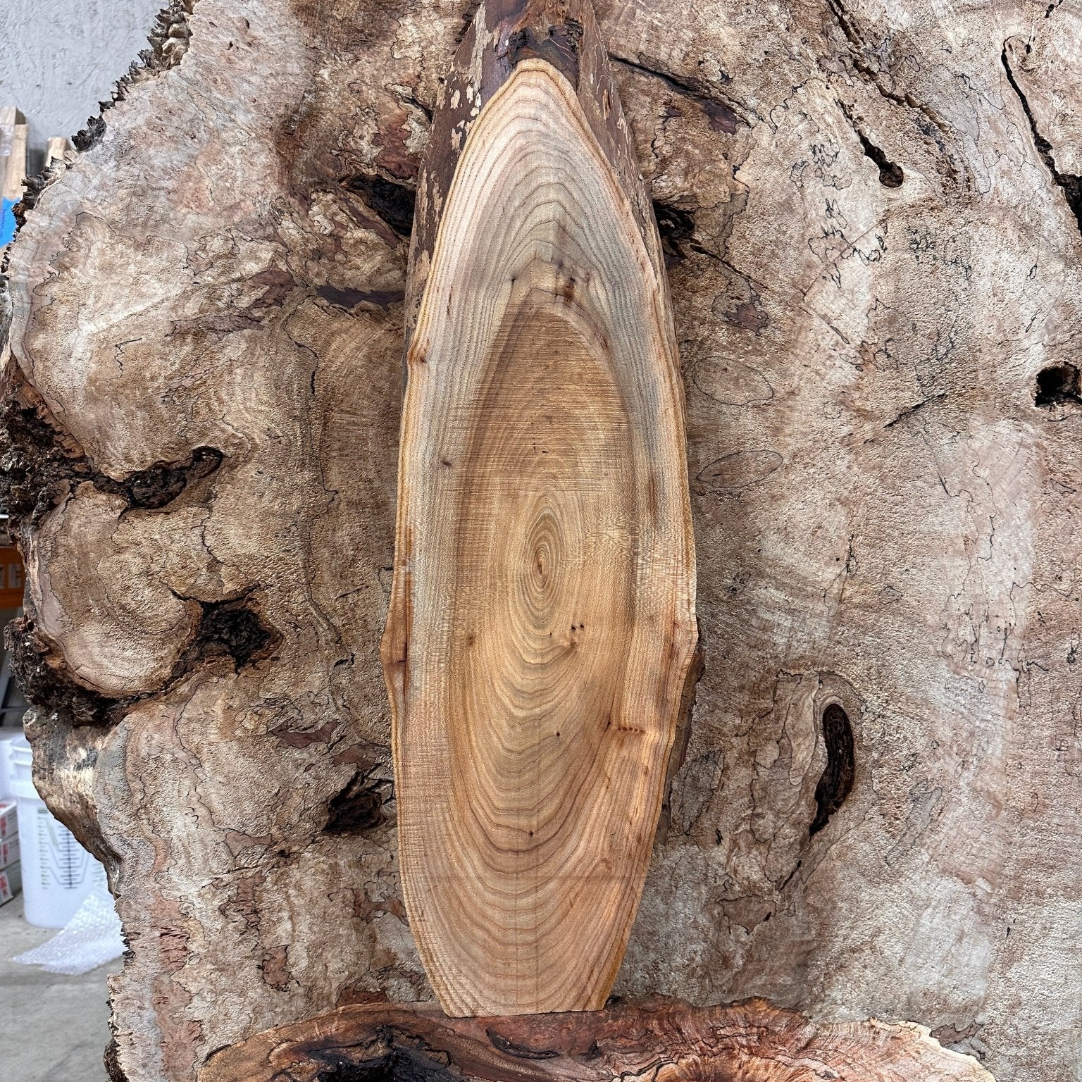 LiveEdge Elm | Elm | Hamilton Lee Supply