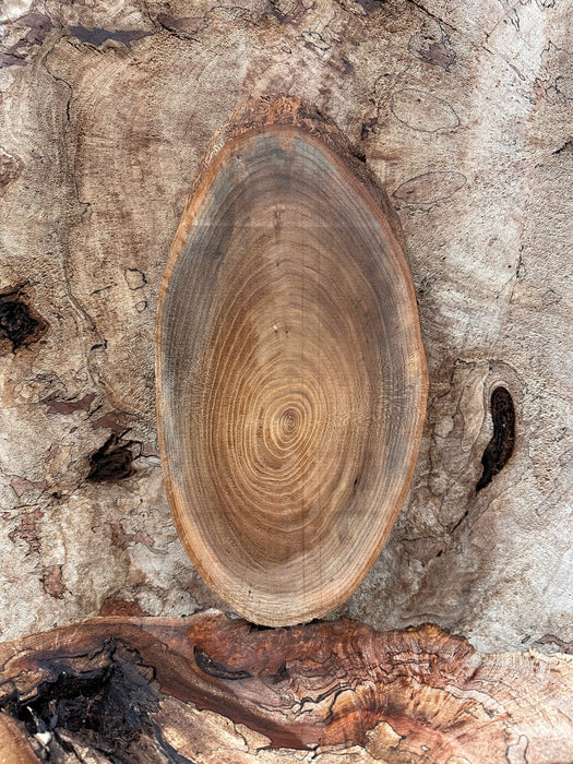 Double Diamond | LiveEdge Elm | Elm | Hamilton Lee Supply