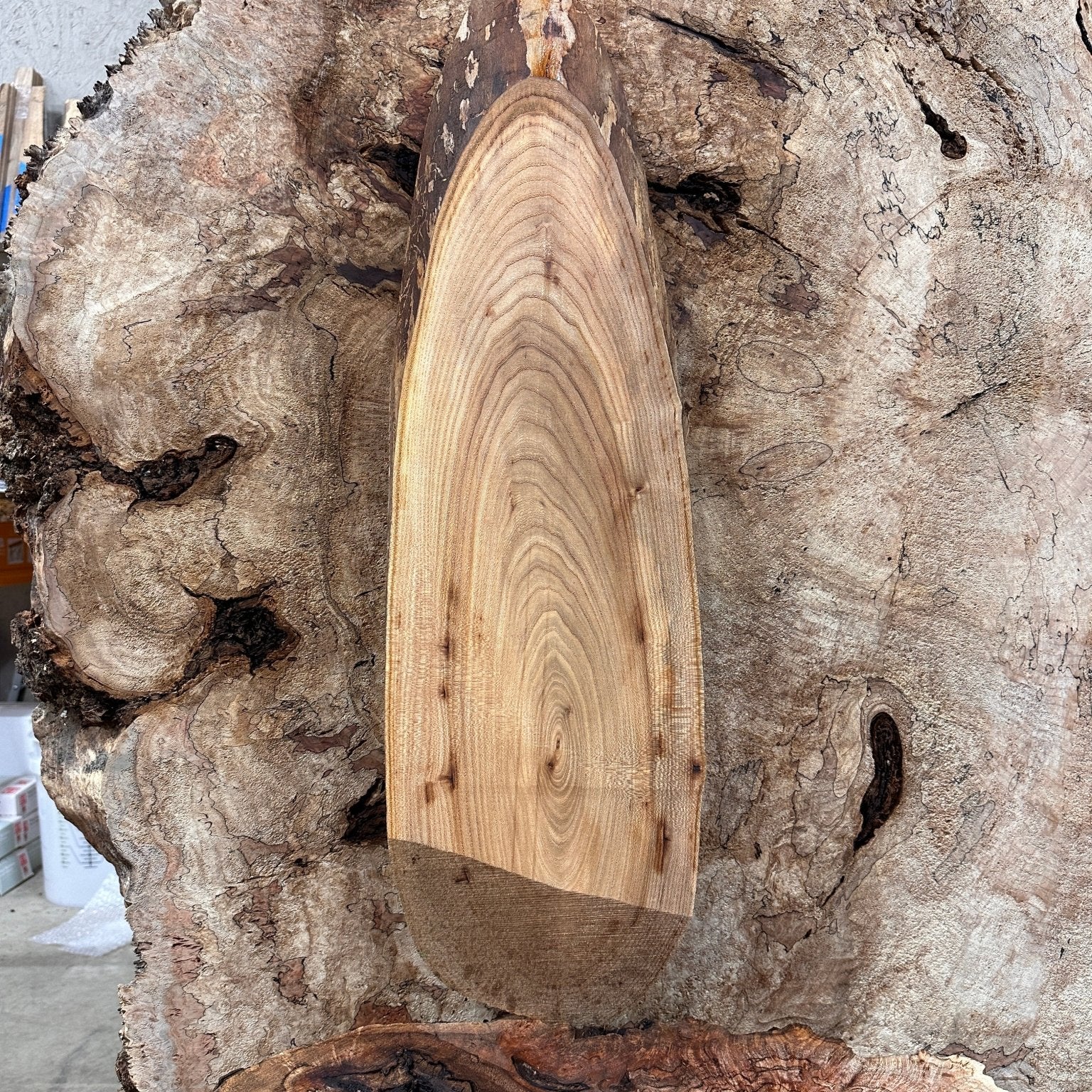 LiveEdge Elm | Elm | Hamilton Lee Supply