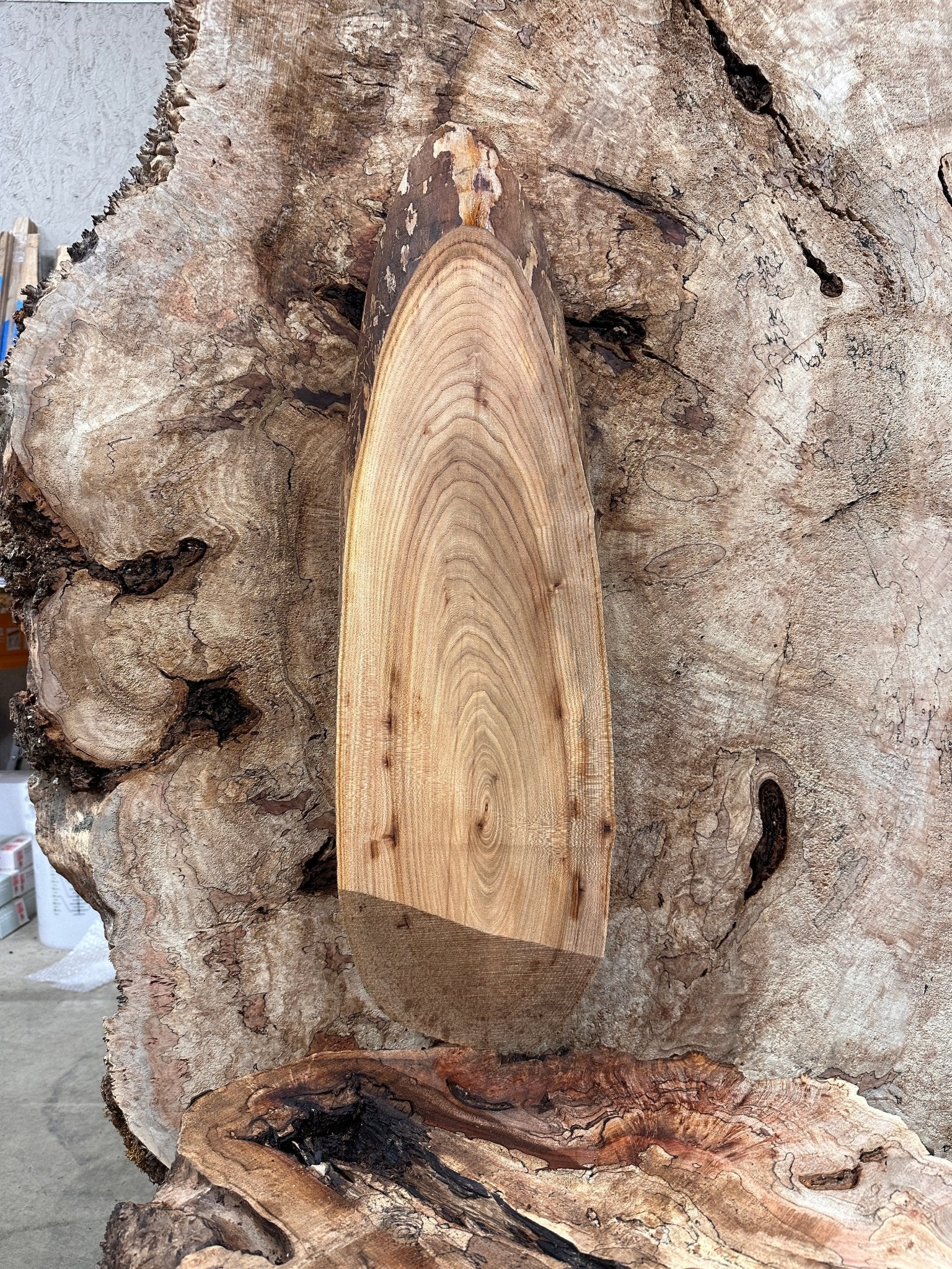 LiveEdge Elm | Elm | Hamilton Lee Supply