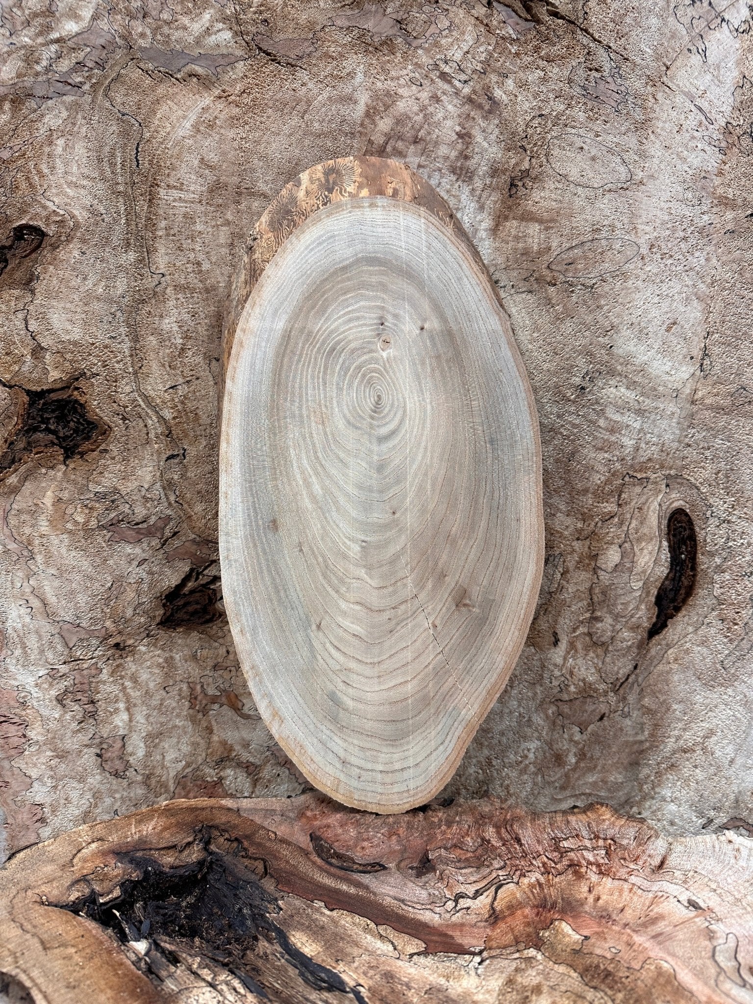 LiveEdge Elm | Elm | Hamilton Lee Supply