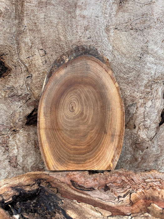 Double Diamond | LiveEdge Elm | Elm | Hamilton Lee Supply