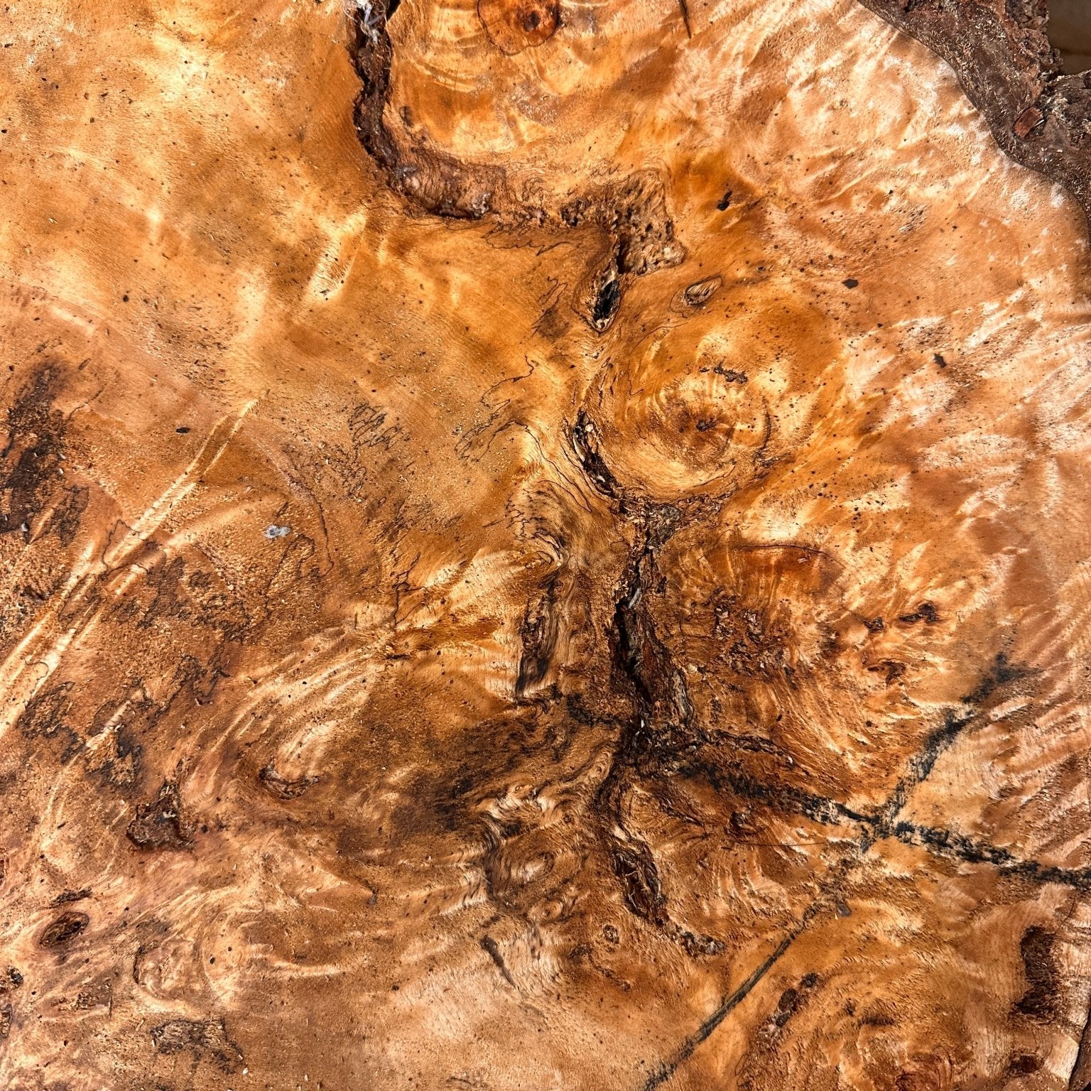 LiveEdge Mappa Burl Cookie | Mappa Burl | Hamilton Lee Supply