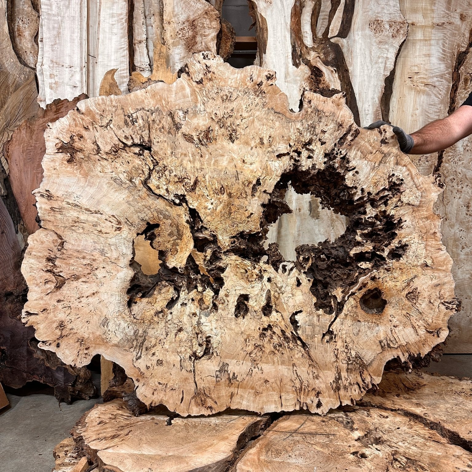 LiveEdge Mappa Burl Cookie | Mappa Burl | Hamilton Lee Supply