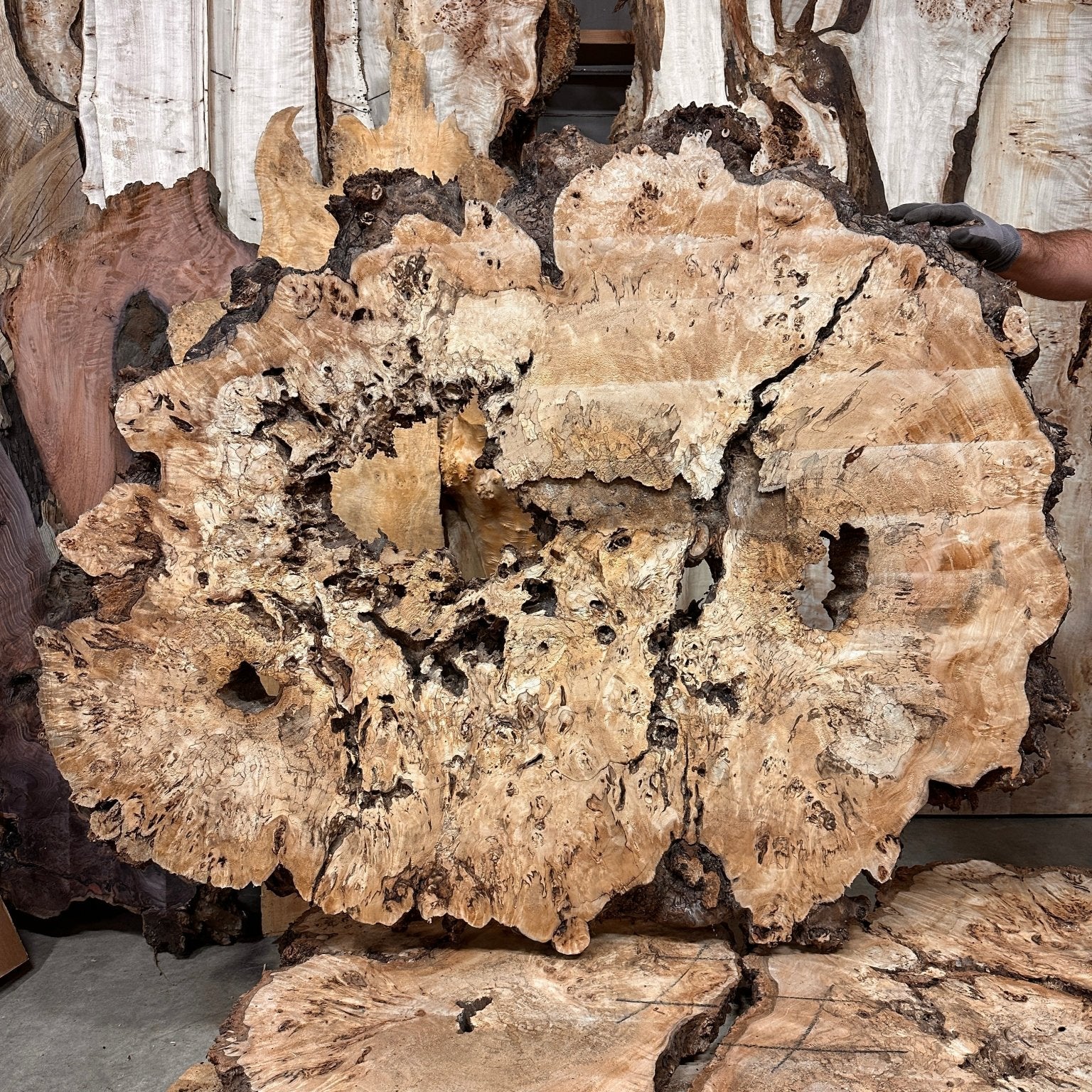 LiveEdge Mappa Burl Cookie | Mappa Burl | Hamilton Lee Supply