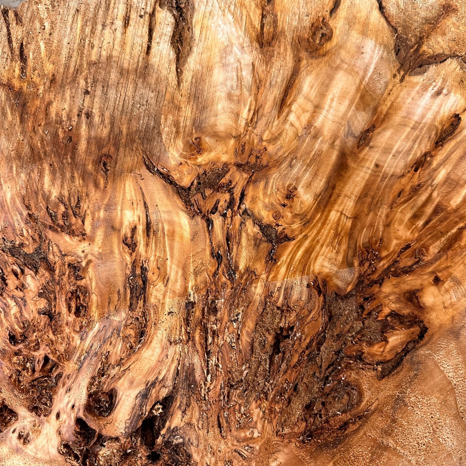 LiveEdge Mappa Burl Cookie | Mappa Burl | Hamilton Lee Supply