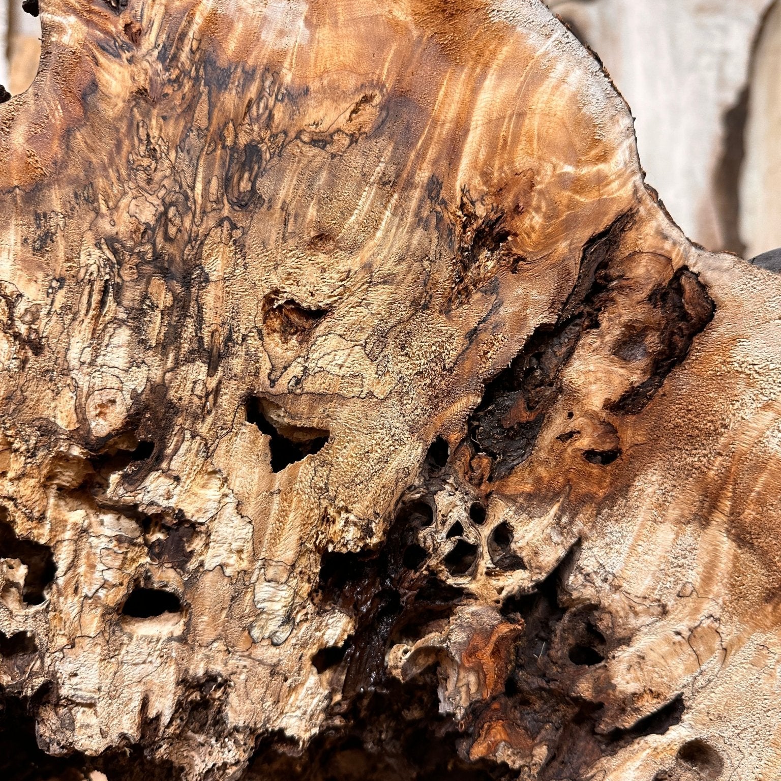 LiveEdge Mappa Burl Cookie | Mappa Burl | Hamilton Lee Supply
