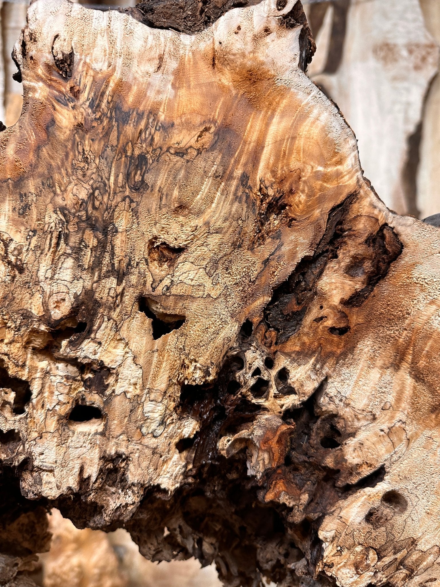 LiveEdge Mappa Burl Cookie | Mappa Burl | Hamilton Lee Supply