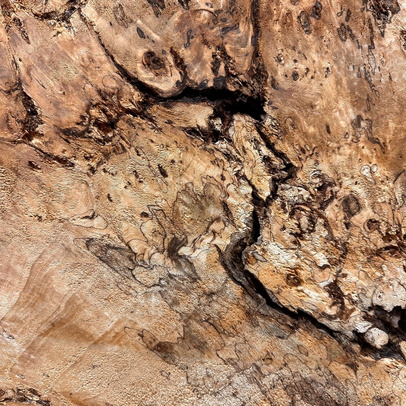 LiveEdge Mappa Burl Cookie | Mappa Burl | Hamilton Lee Supply