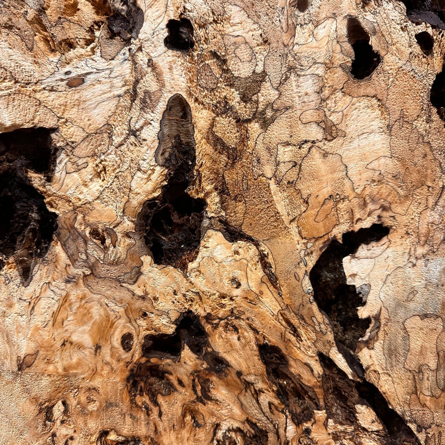 LiveEdge Mappa Burl Cookie | Mappa Burl | Hamilton Lee Supply