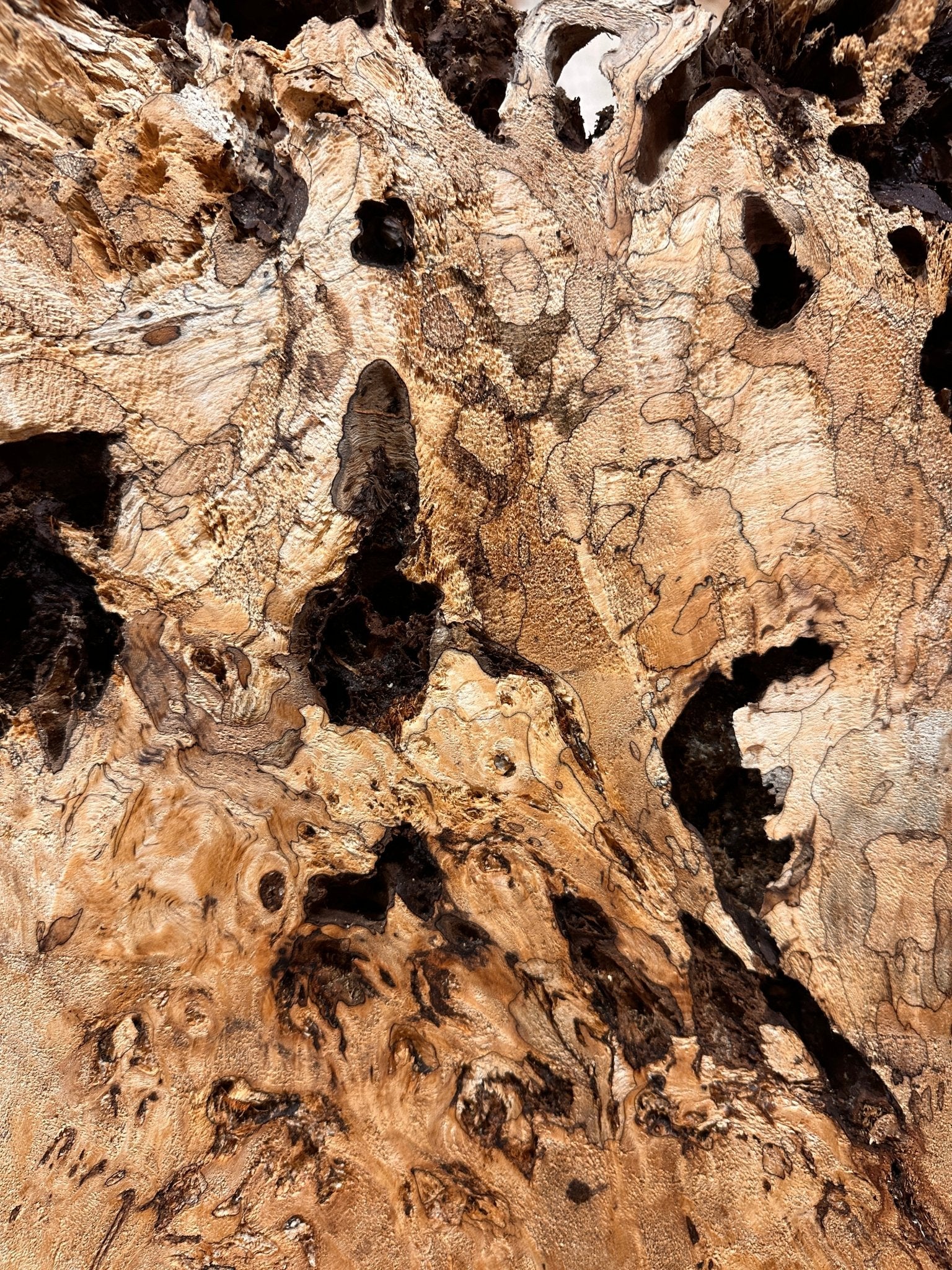 LiveEdge Mappa Burl Cookie | Mappa Burl | Hamilton Lee Supply