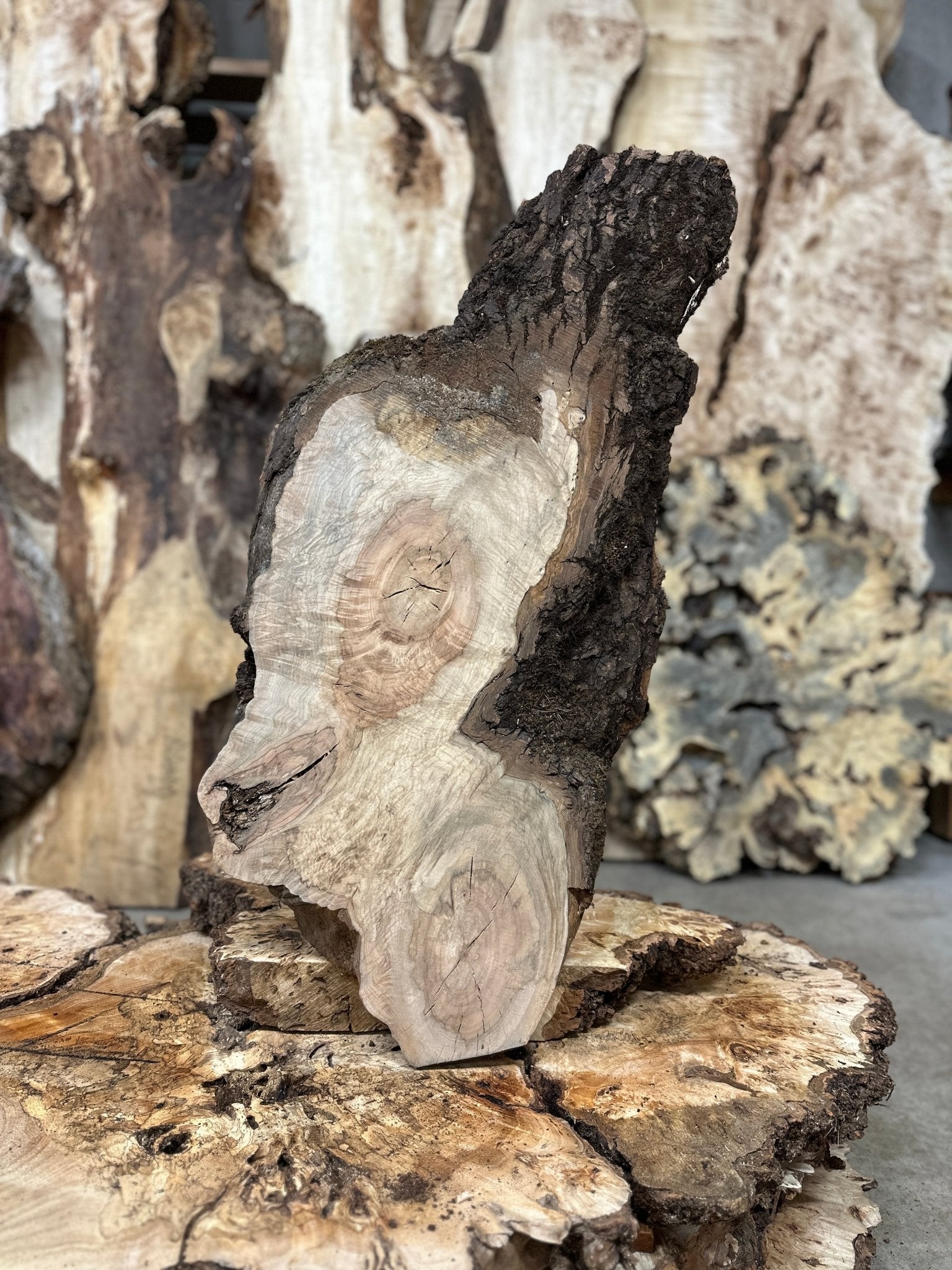 LiveEdge Silver Maple | Silver Maple | Hamilton Lee Supply