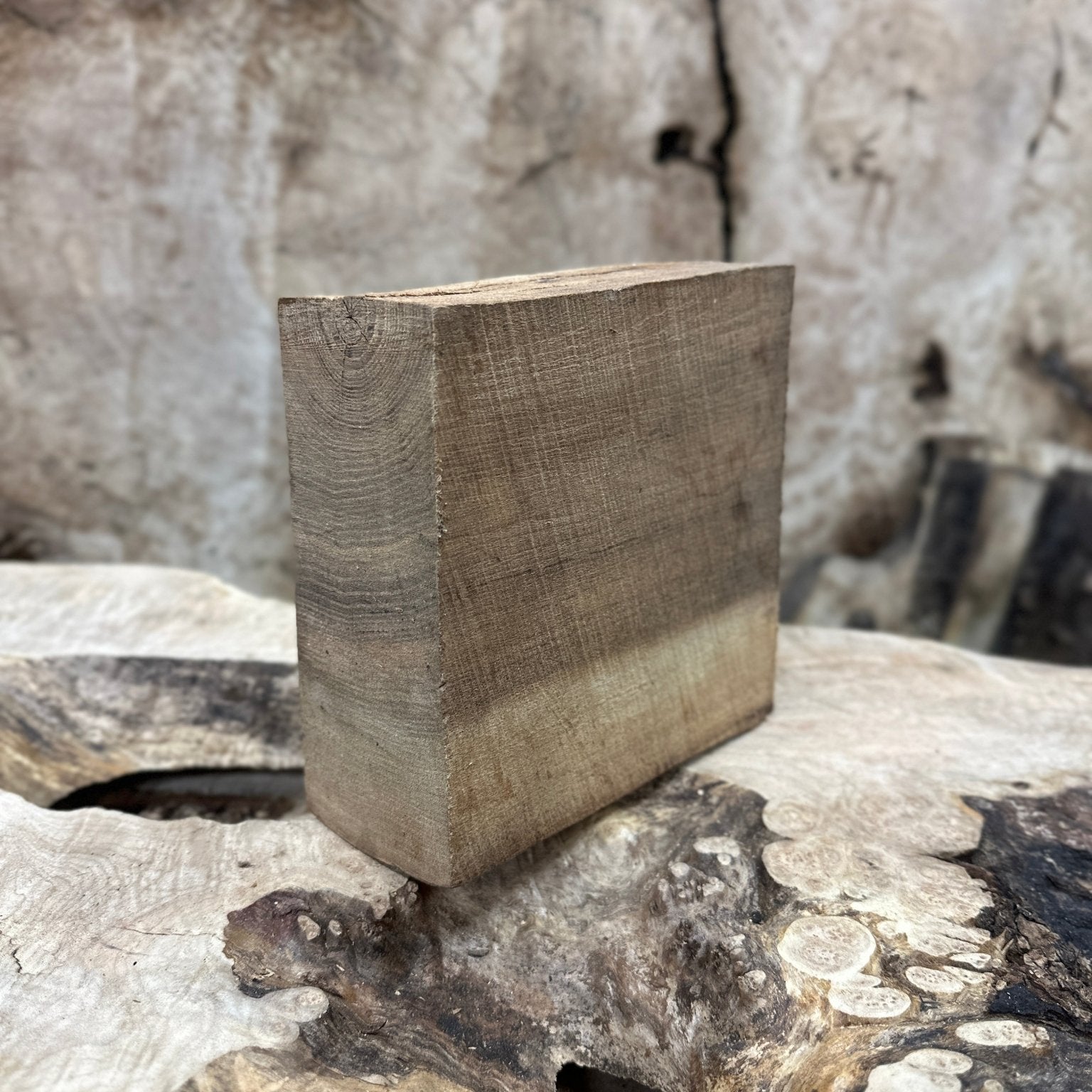 Elm Blank | Elm | Hamilton Lee Supply