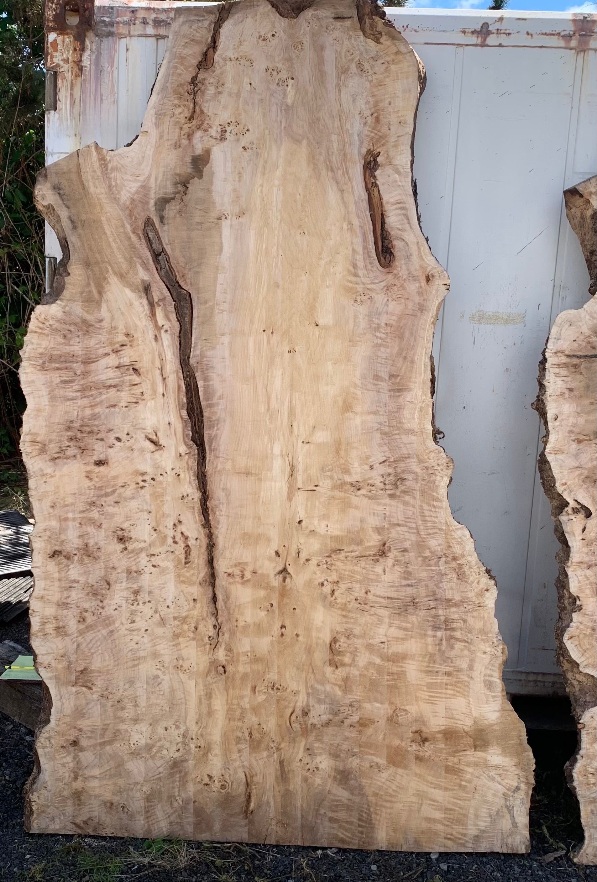 LiveEdge Mappa Burl | Mappa Burl | Hamilton Lee Supply