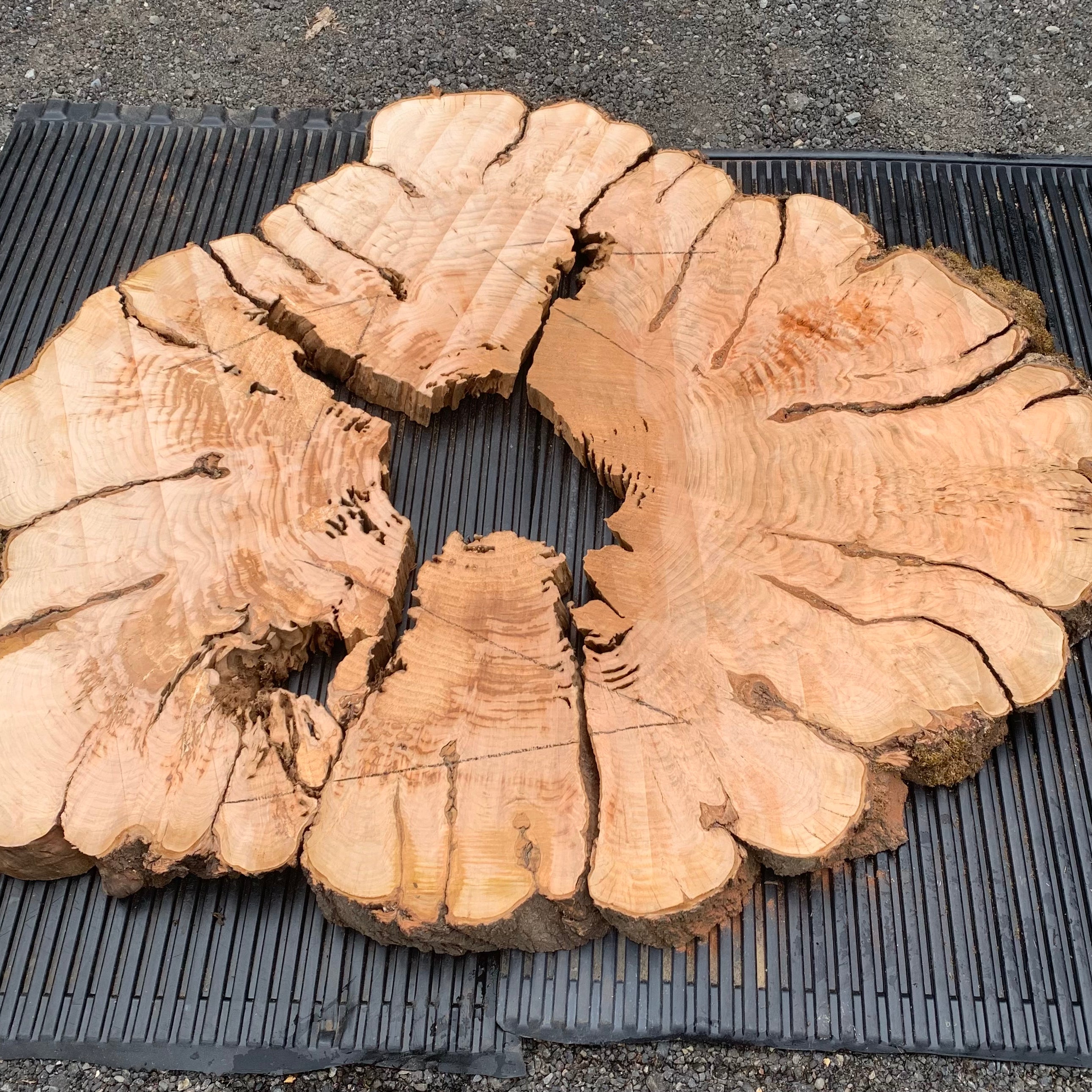 LiveEdge Cherry Cookie | Craft Wood & Shapes | Hamilton Lee Supply