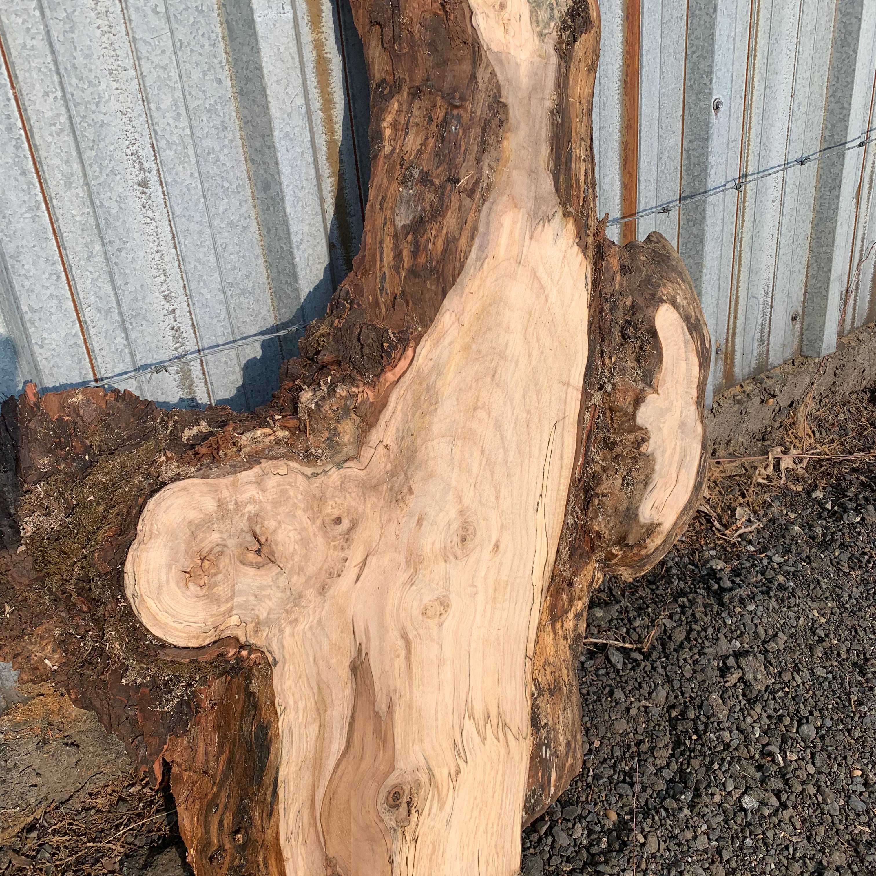 LiveEdge Silver Maple Slab | Silver Maple | Hamilton Lee Supply