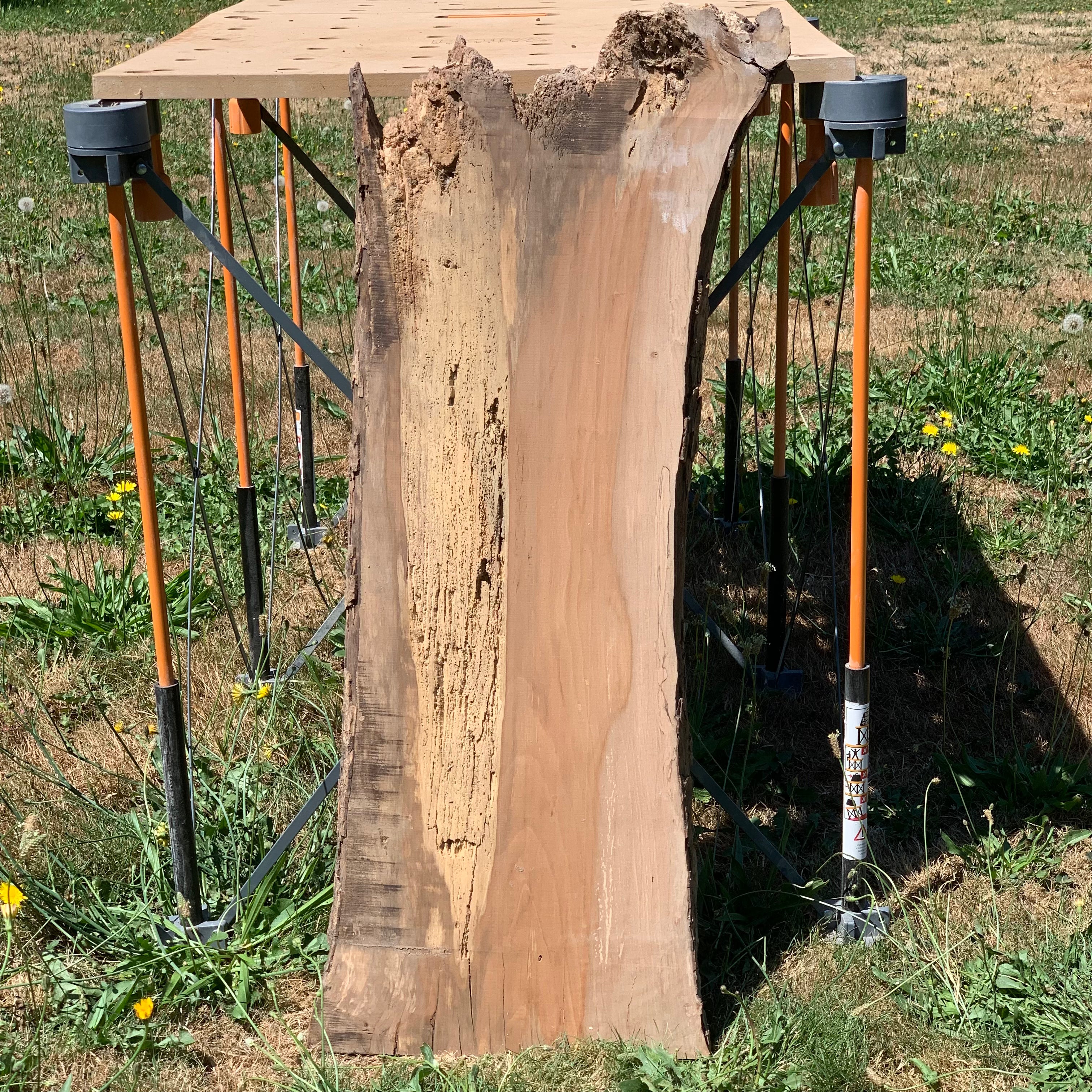 LiveEdge Washington Apple | Craft Wood & Shapes | Hamilton Lee Supply