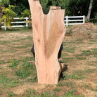 LiveEdge Big Leaf Maple | Big Leaf Maple | Hamilton Lee Supply