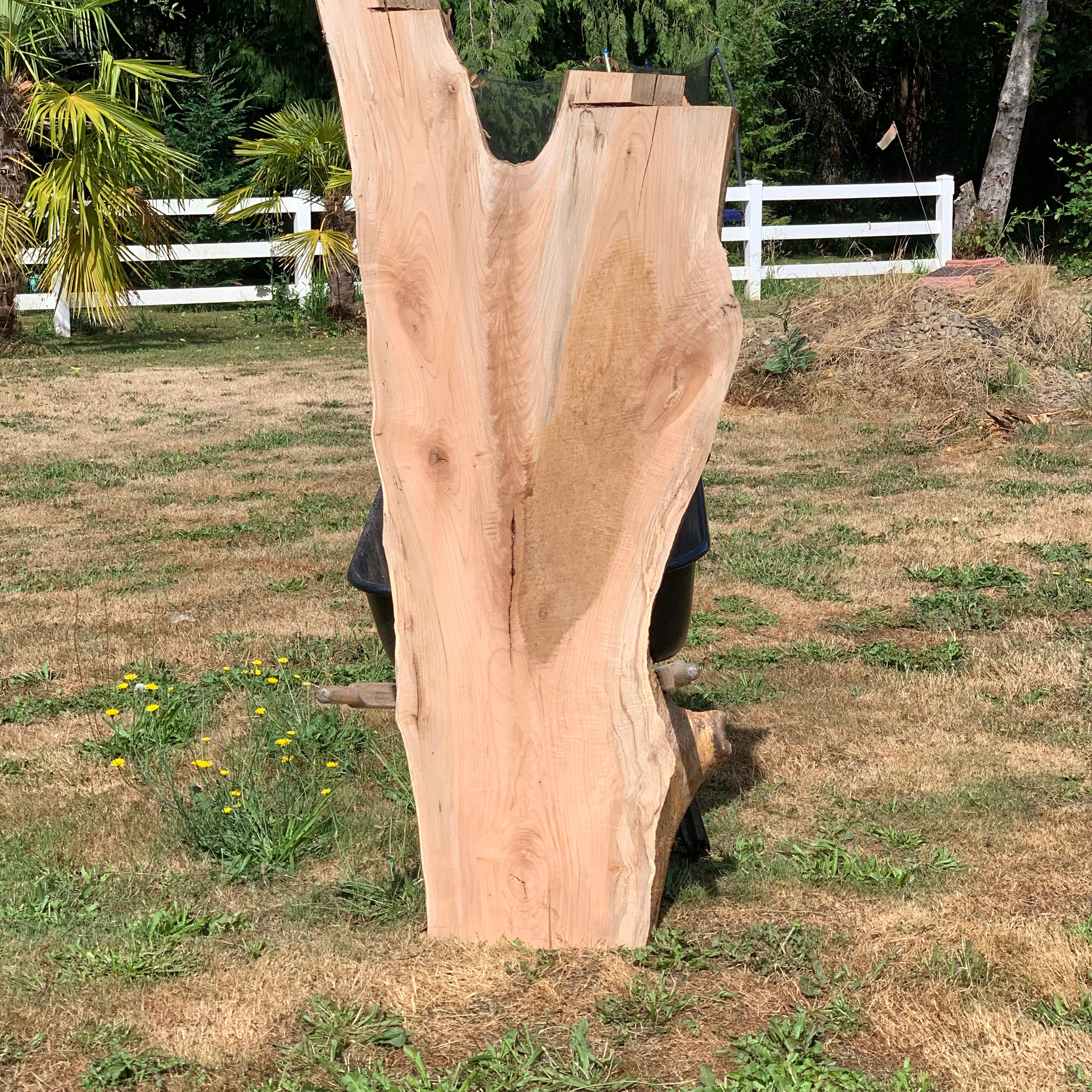 LiveEdge Big Leaf Maple | Big Leaf Maple | Hamilton Lee Supply