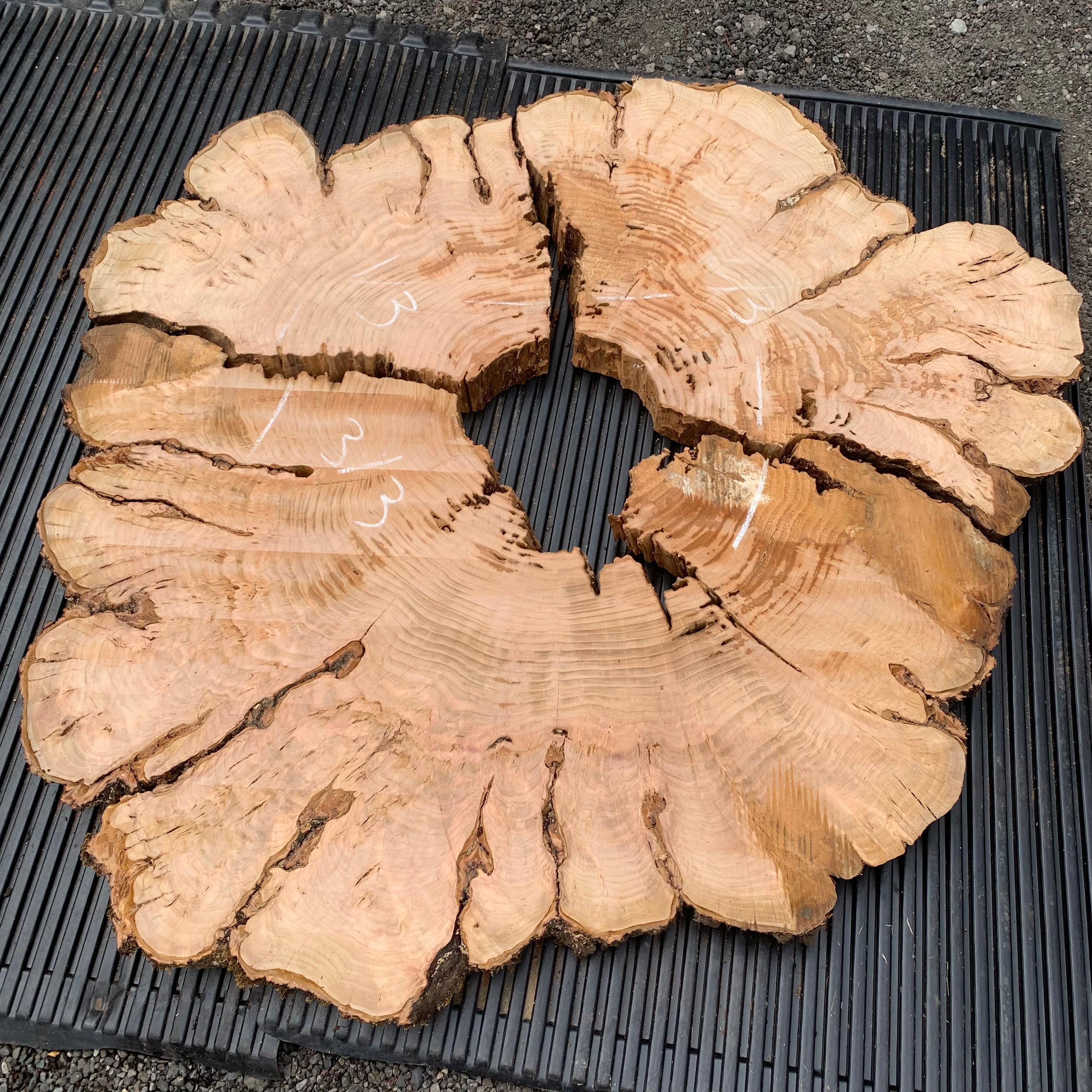 LiveEdge Cherry Cookie | Craft Wood & Shapes | Hamilton Lee Supply