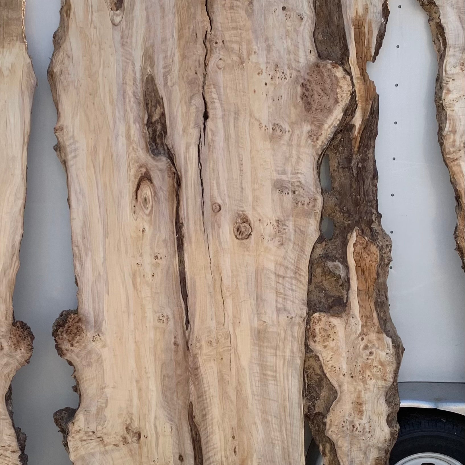 LiveEdge Mappa Burl | Mappa Burl | Hamilton Lee Supply