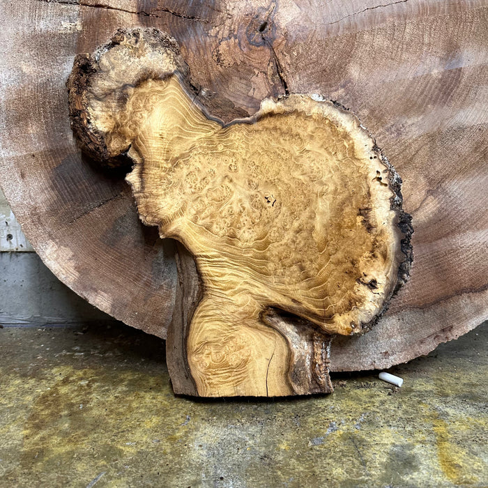 Crazy Grain | LiveEdge Black Locust | Black Locust | Hamilton Lee Supply
