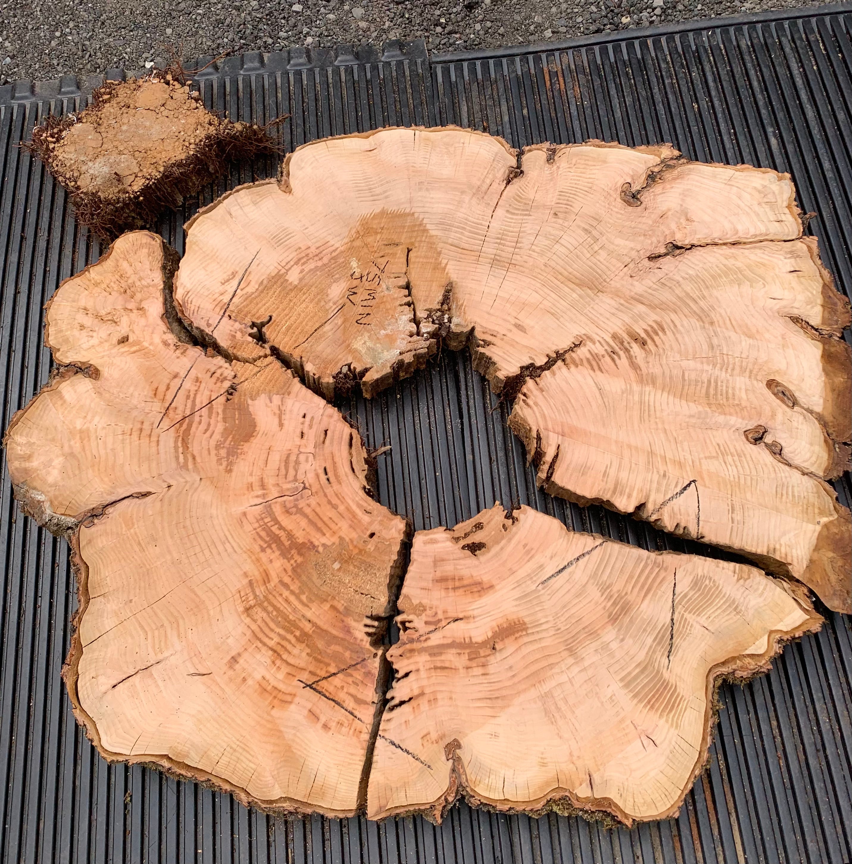 LiveEdge Cherry Cookie | Craft Wood & Shapes | Hamilton Lee Supply