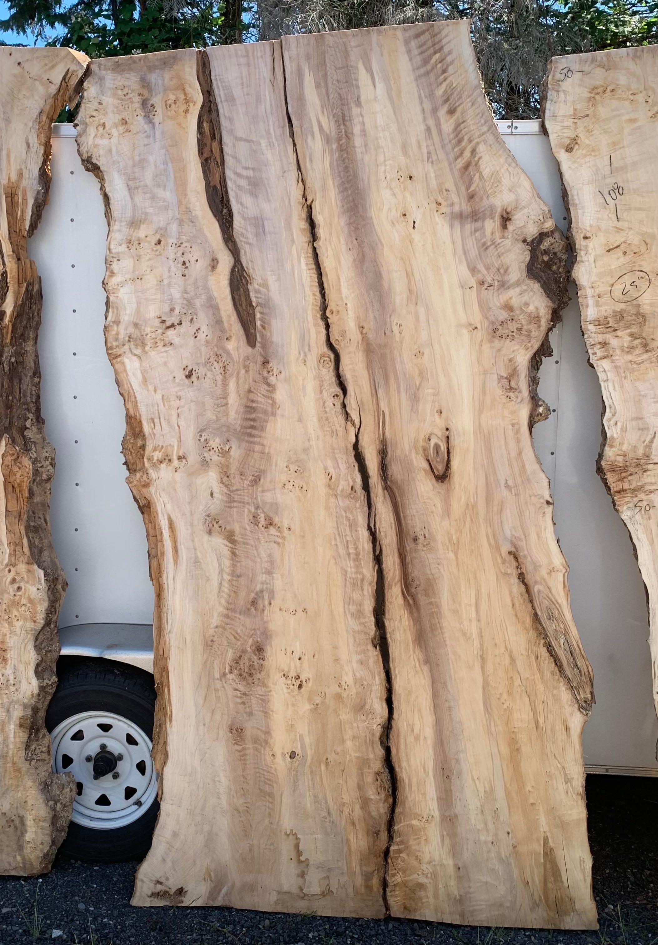 LiveEdge Mappa Burl | Mappa Burl | Hamilton Lee Supply