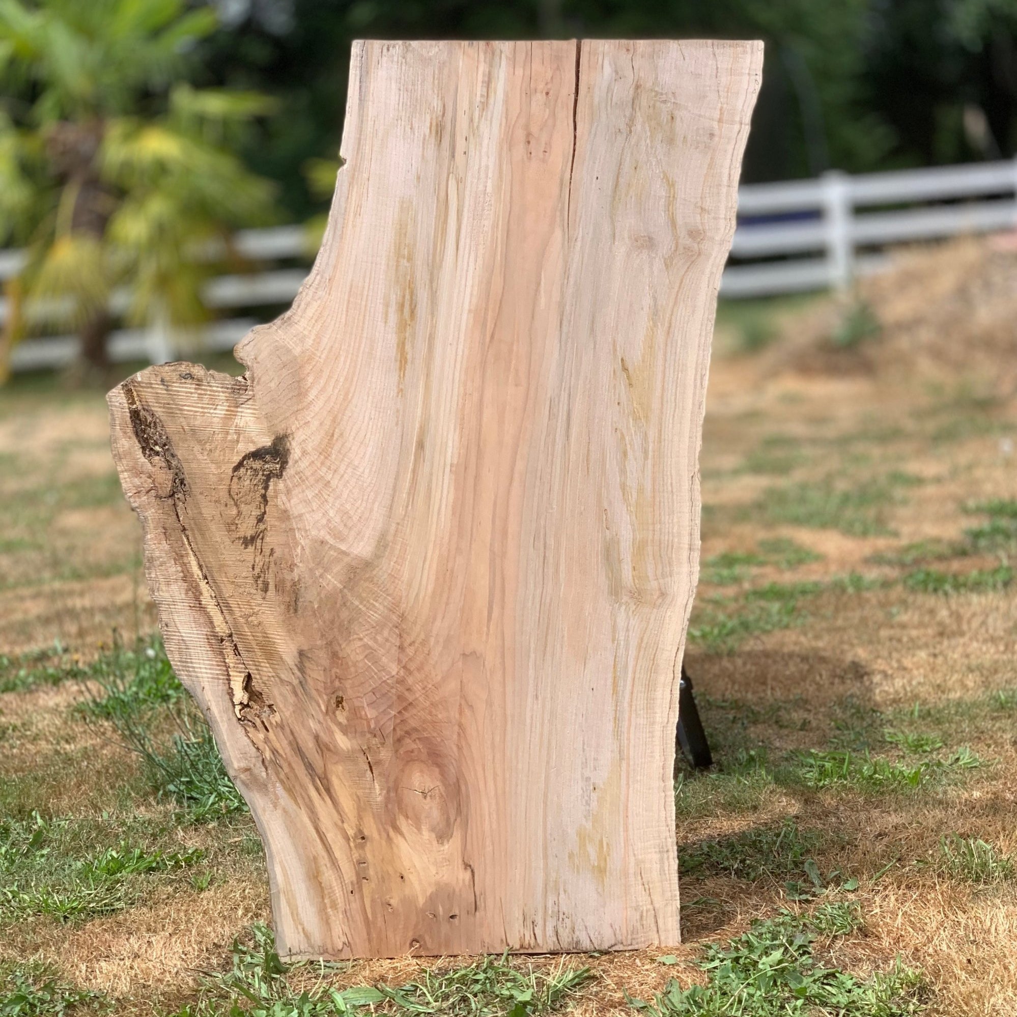 LiveEdge Big Leaf Maple | Big Leaf Maple | Hamilton Lee Supply