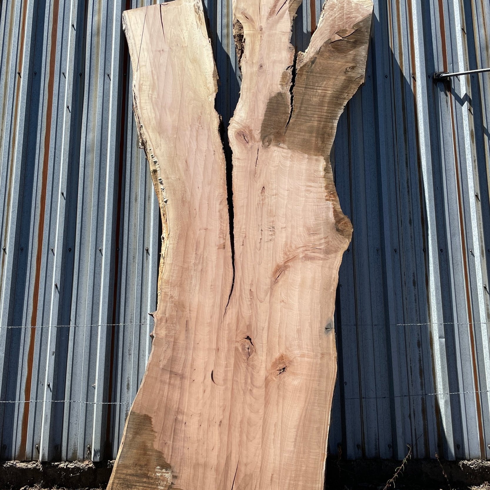 LiveEdge Big Leaf Maple | Big Leaf Maple | Hamilton Lee Supply
