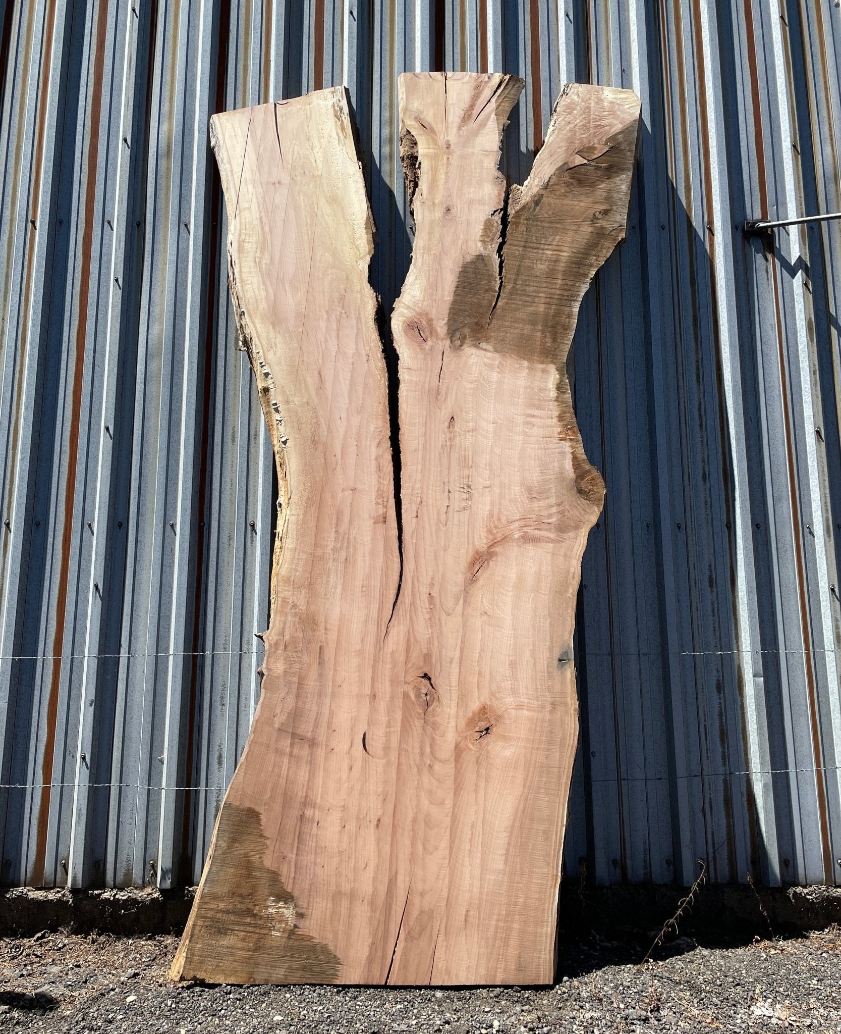 LiveEdge Big Leaf Maple | Big Leaf Maple | Hamilton Lee Supply