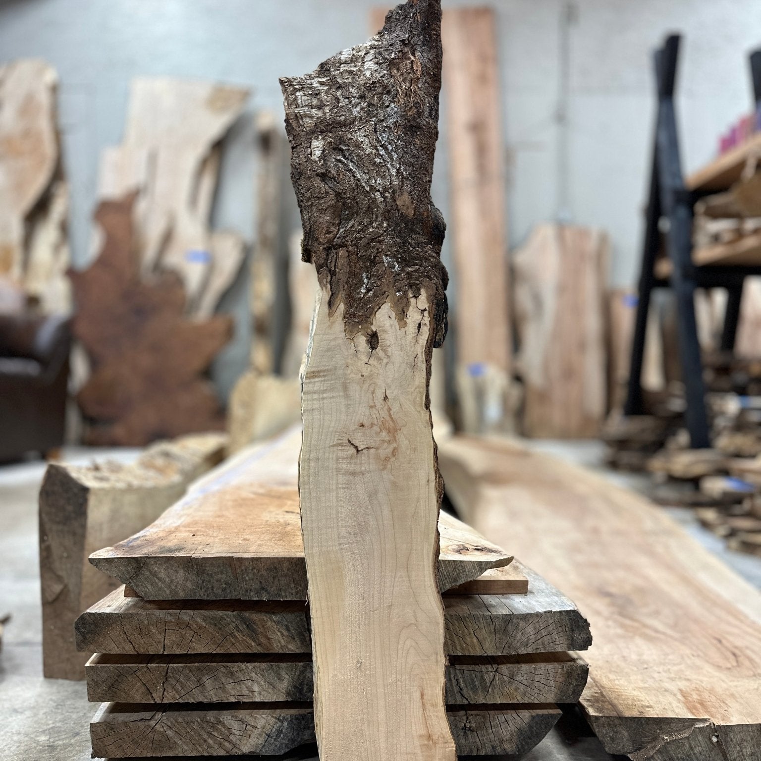 LiveEdge Big Leaf Maple | Big Leaf Maple | Hamilton Lee Supply