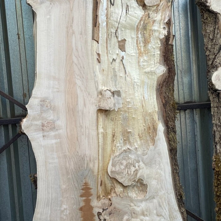 LiveEdge Big Leaf Maple | Big Leaf Maple | Hamilton Lee Supply