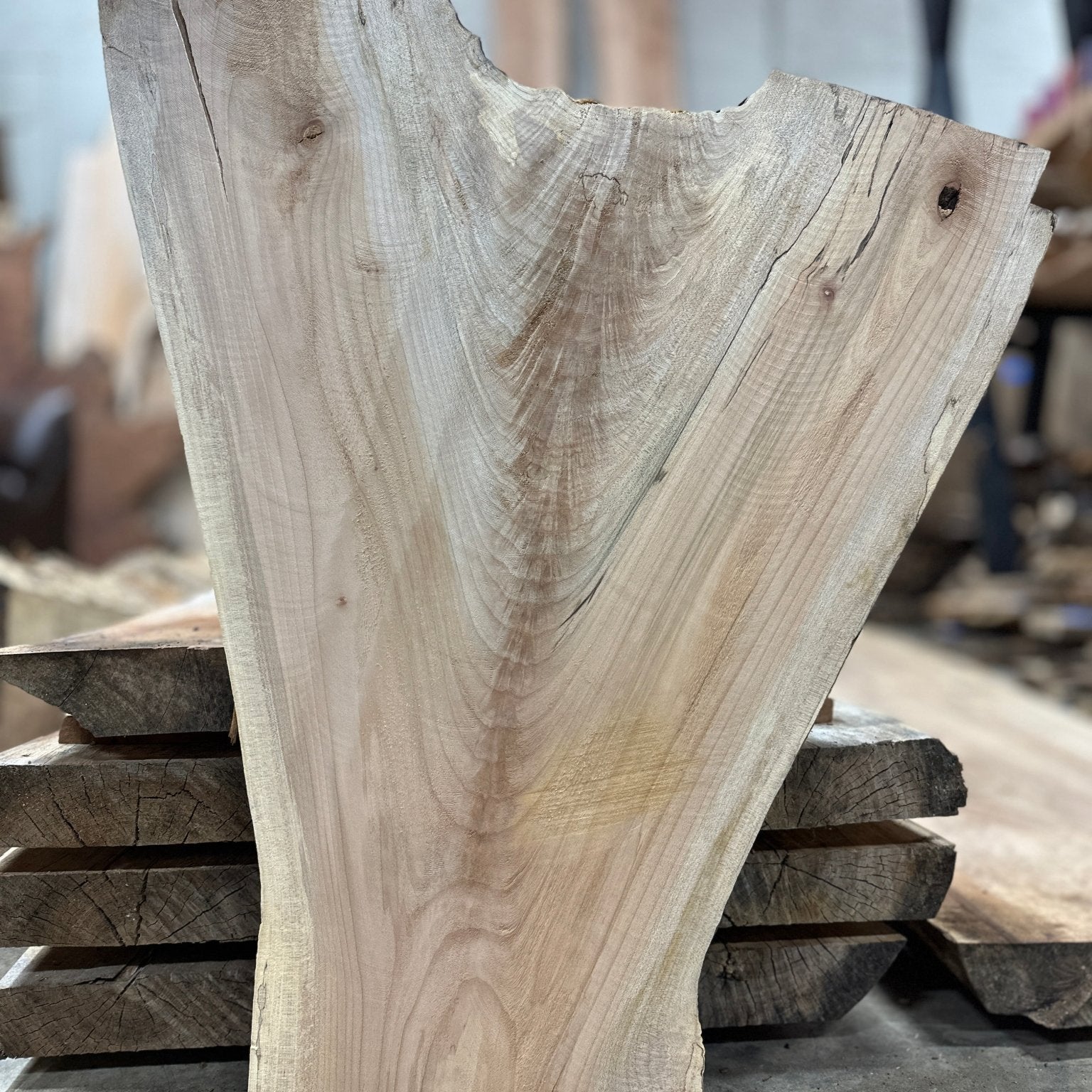 LiveEdge Big Leaf Maple | Big Leaf Maple | Hamilton Lee Supply