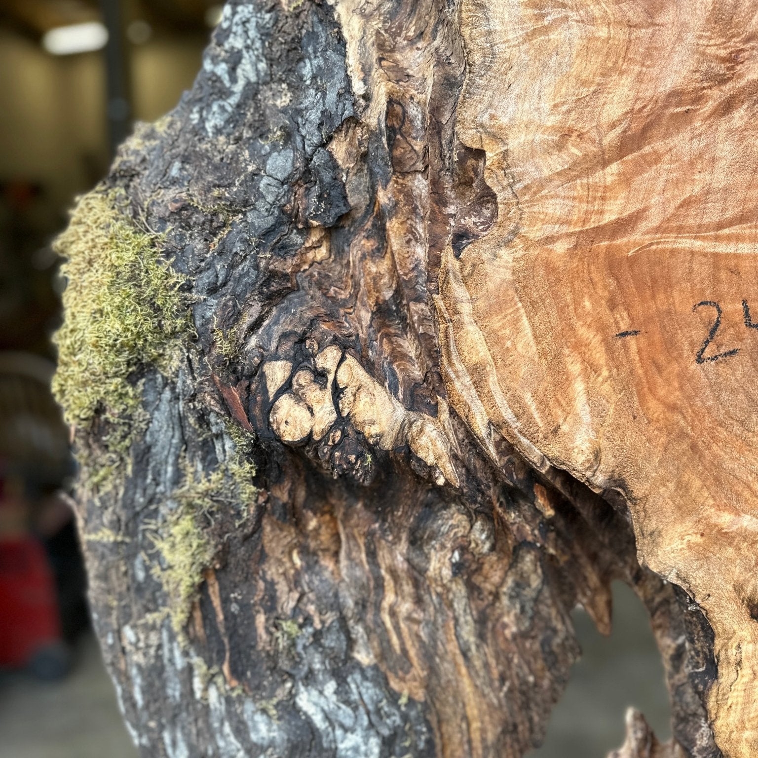 LiveEdge Big Leaf Maple | Big Leaf Maple | Hamilton Lee Supply