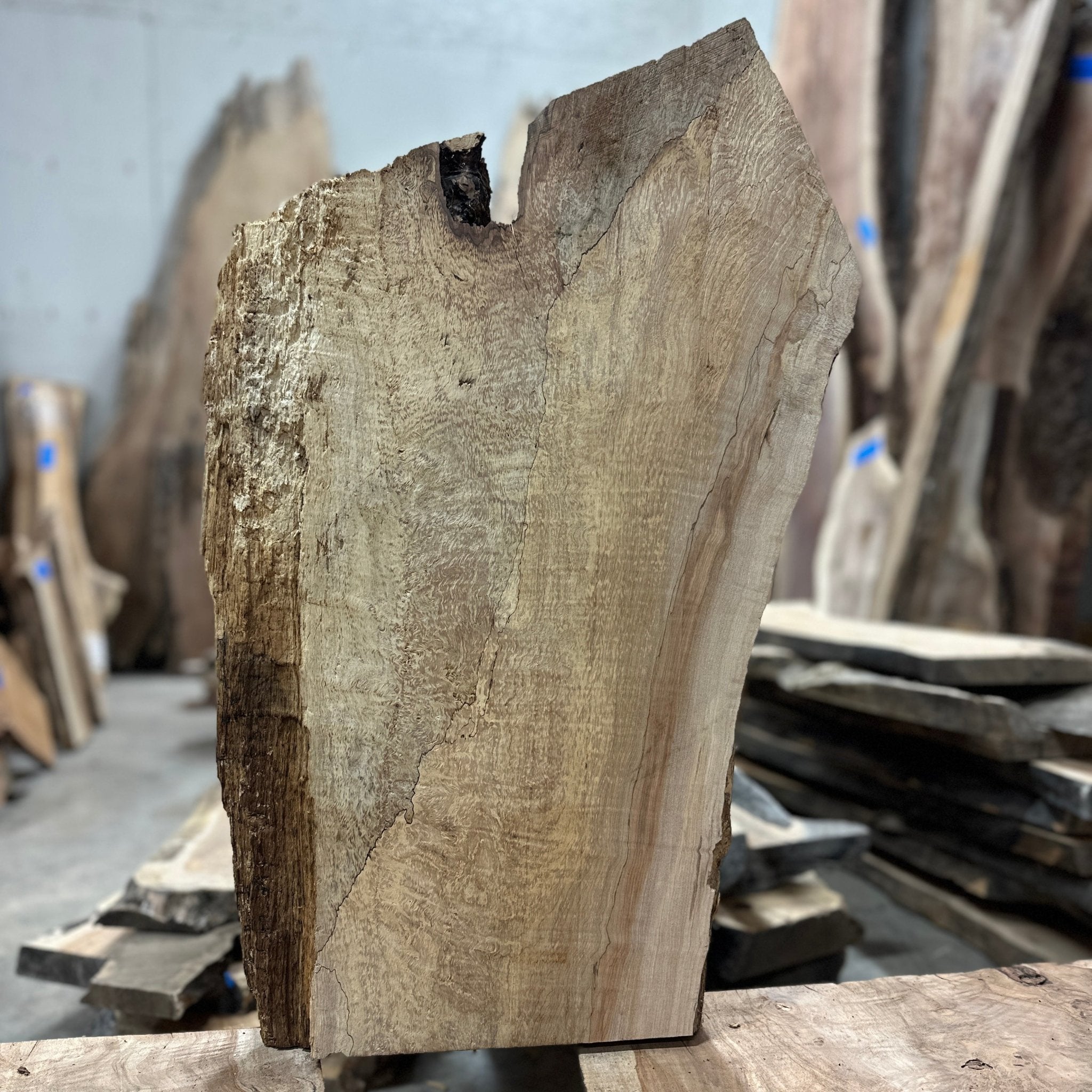 LiveEdge Big Leaf Maple | Big Leaf Maple | Hamilton Lee Supply