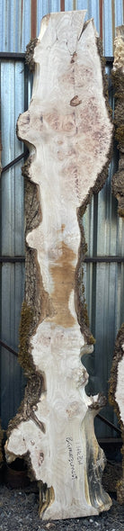 LiveEdge Big Leaf Maple | Big Leaf Maple | Hamilton Lee Supply