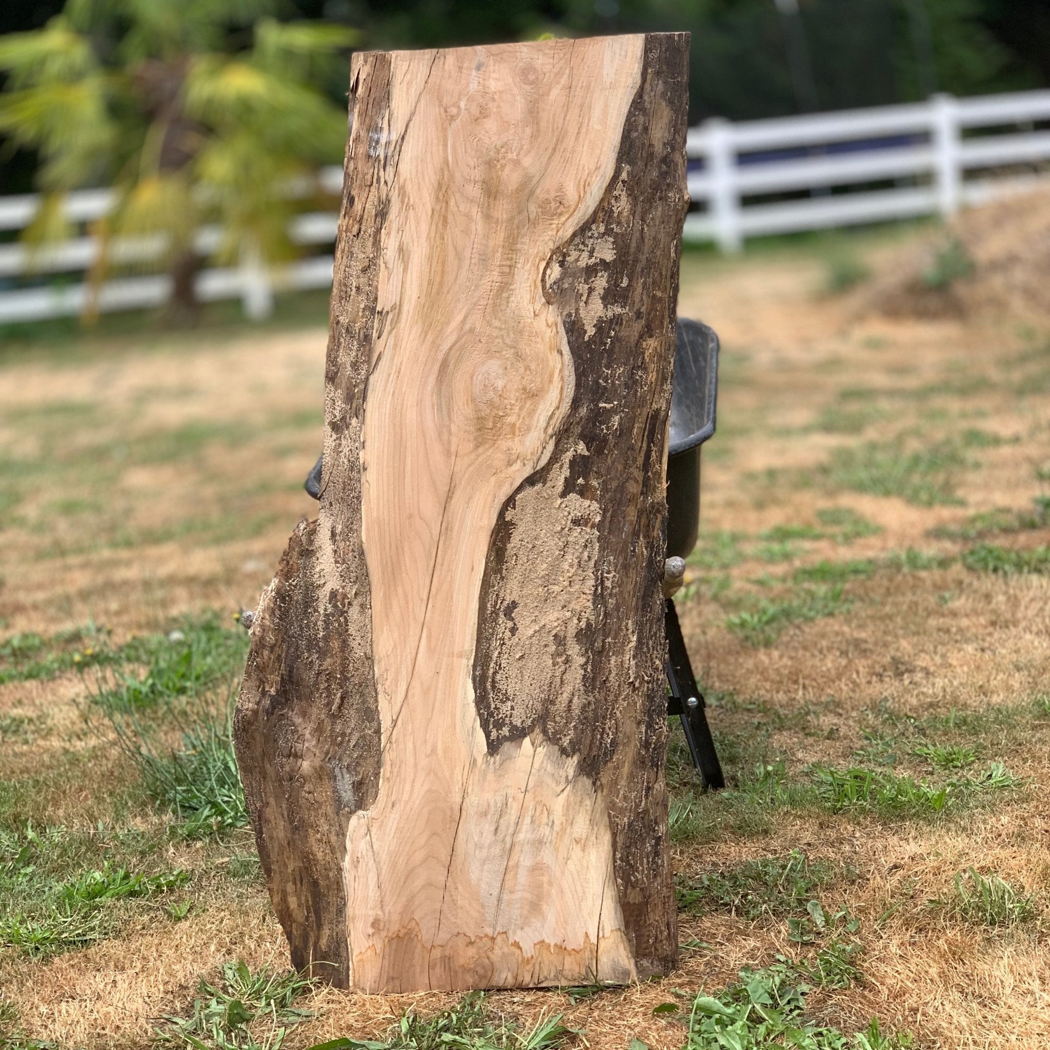 LiveEdge Big Leaf Maple | Big Leaf Maple | Hamilton Lee Supply