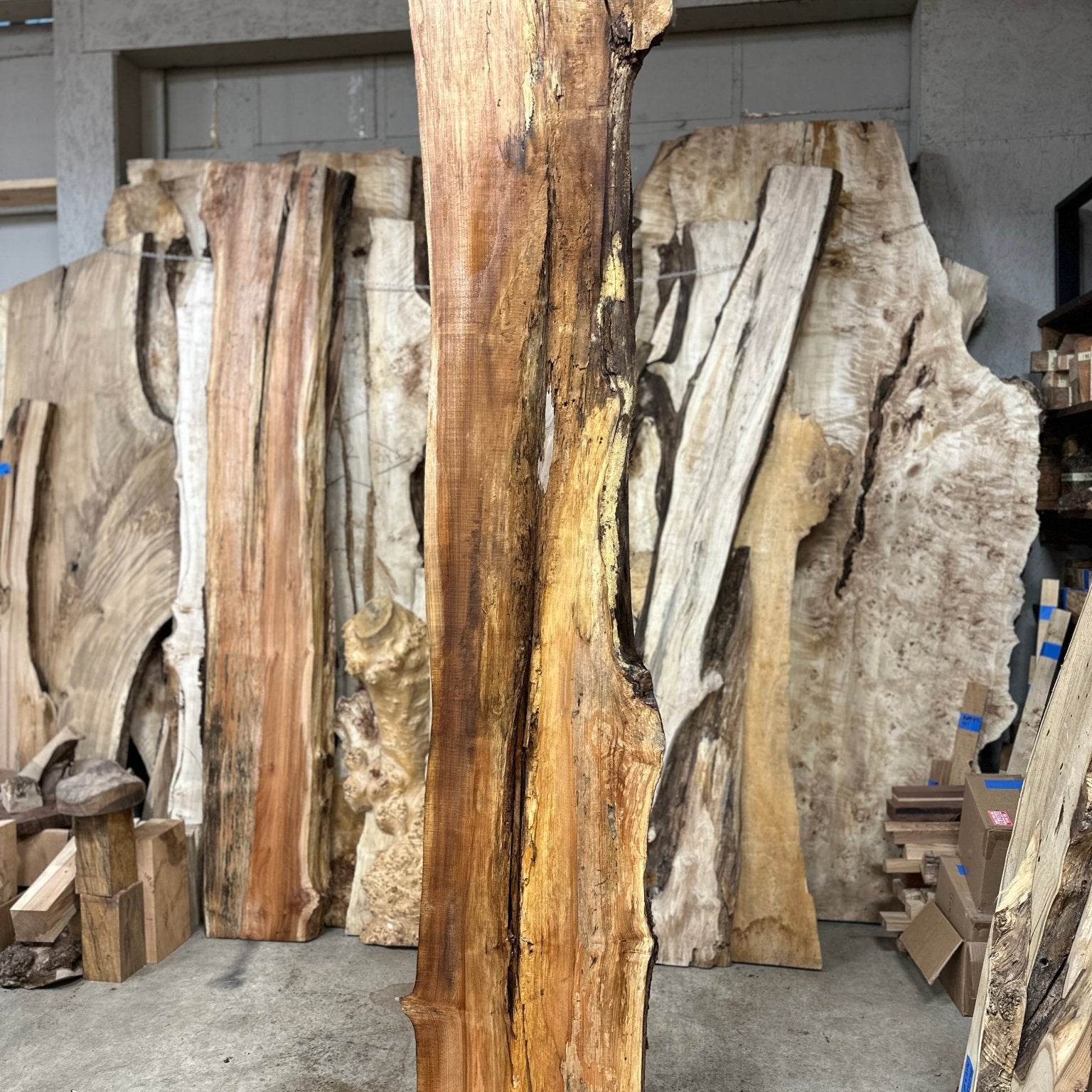 LiveEdge Big Leaf Maple | Big Leaf Maple | Hamilton Lee Supply