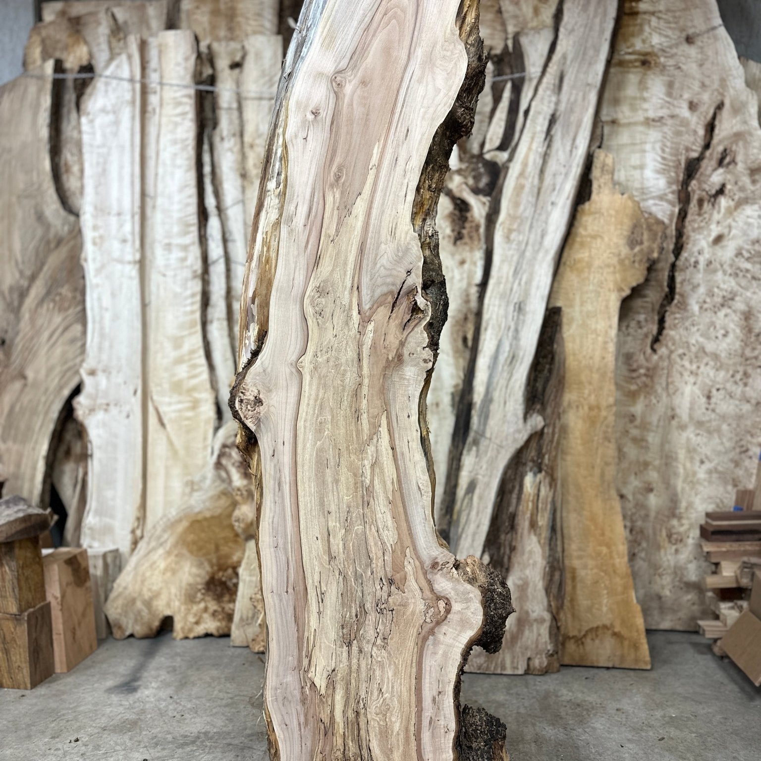 LiveEdge Big Leaf Maple | Big Leaf Maple | Hamilton Lee Supply